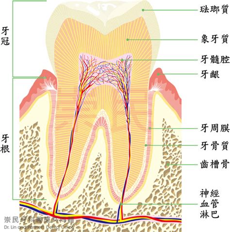 門牙下面的牙齒|瞭解牙齒的各部分構造和功能